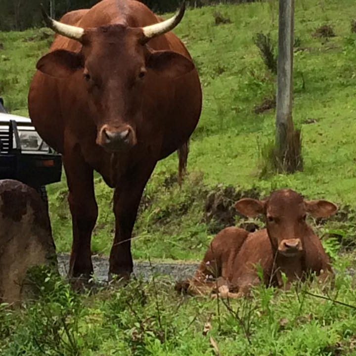 Fiona fat with a calf Fiona