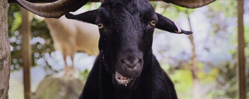 Rescued Goat gabriel