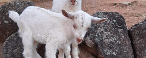 Jeff the Goat