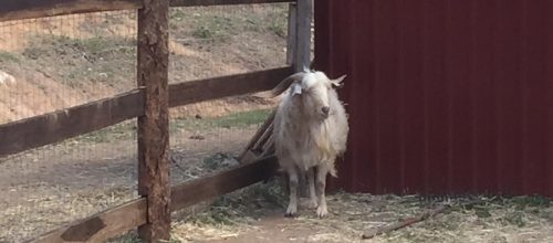 Rescued goat Jethro