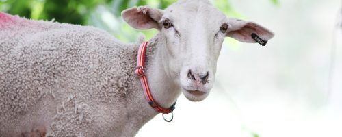 Joanie rescued sheep