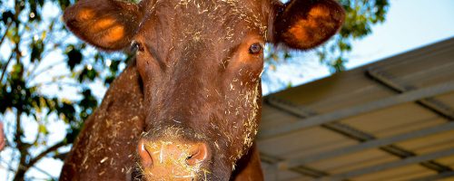 Mary rescued ersey cow