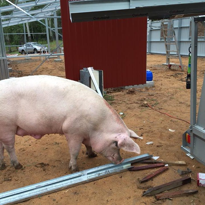 Moby insepcting the barn