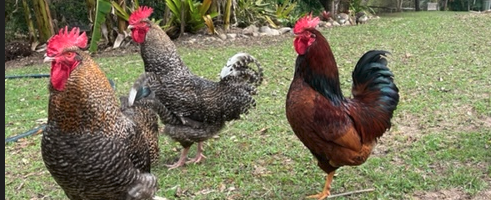 Adopt an Animal - Farm Animal Rescue Adopt an Animal - Farm Animal Rescue