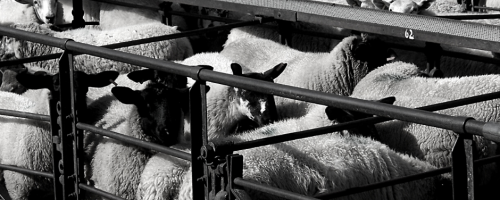 Sheep pens