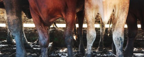 Roma cow in muck