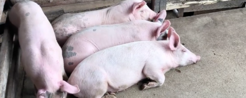 Warwick Saleyards