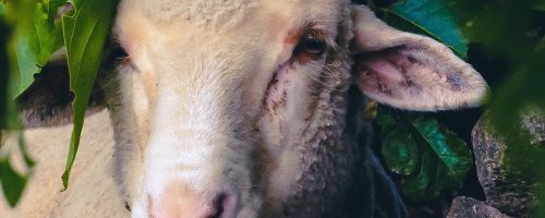 Rescued sheep