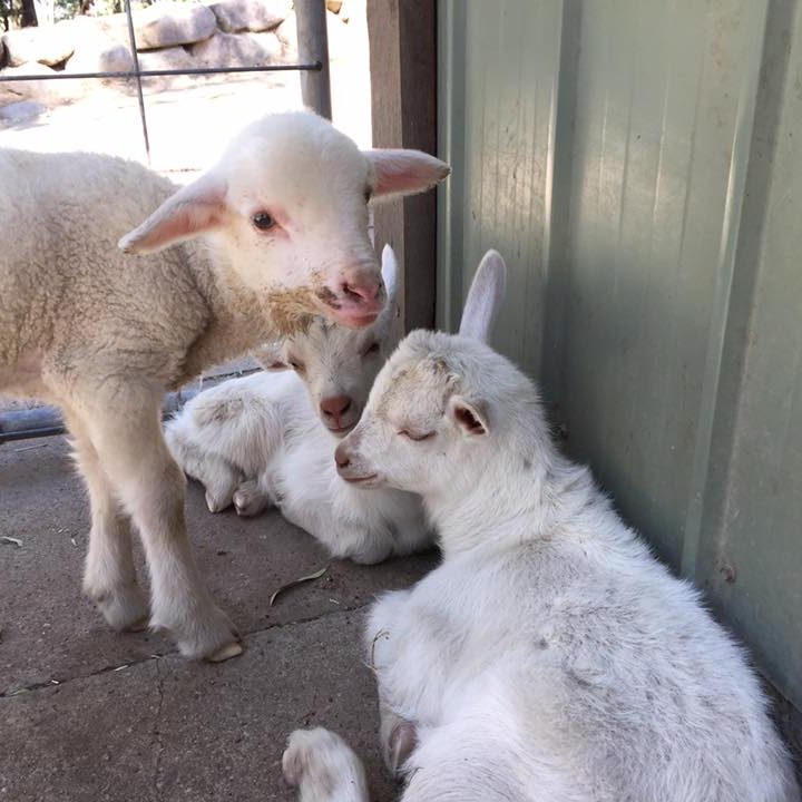 Starr, Jack and Jess