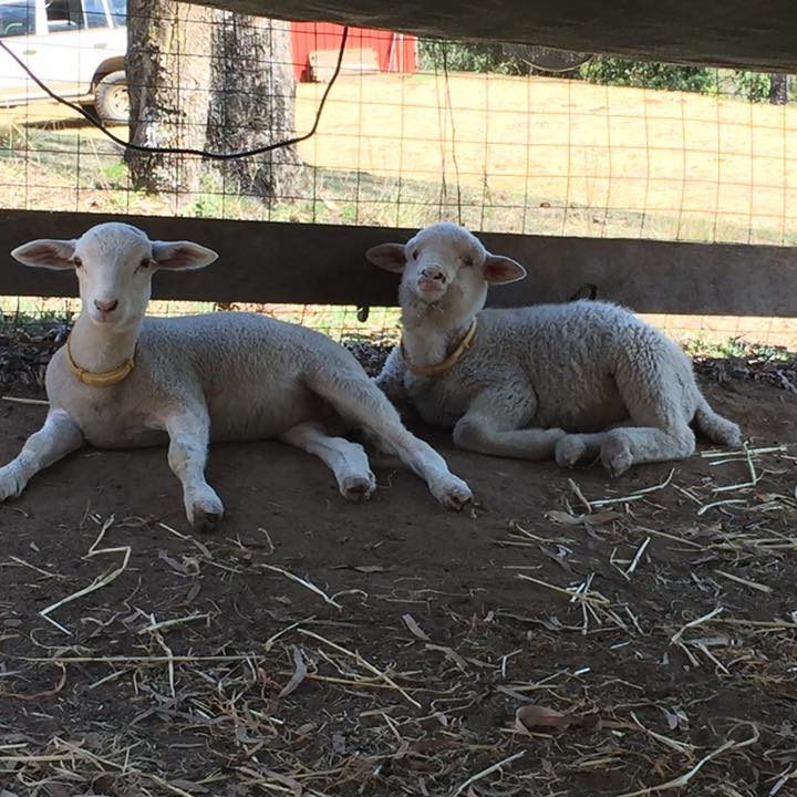 Starr and Greta