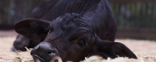 Toby Calf