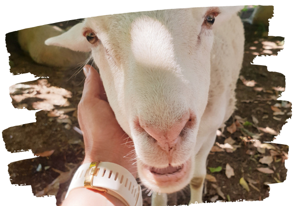 Rescued lamb Lola being patted by her sponsor on an open day tour