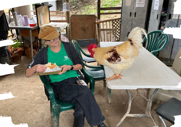 Animal care volunteers at Farm Animal Rescue. Carol shares her lunch with rescued rooster Phoenix.