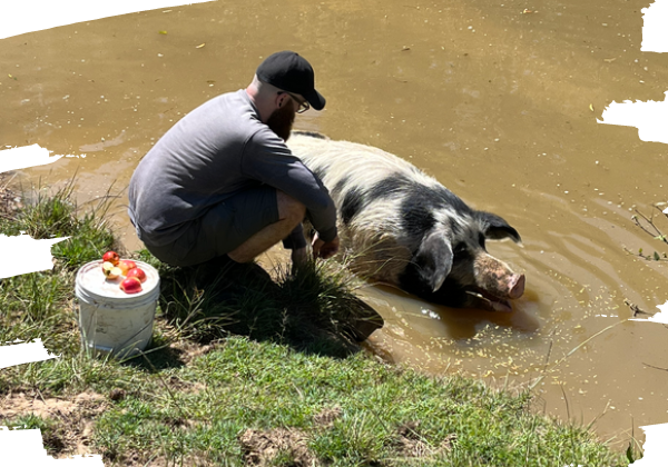 Work with rescued farm animals. Animal carer takes an apple treat to Kane.