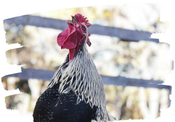 Rescued rooster Rocky loving life at sanctuary