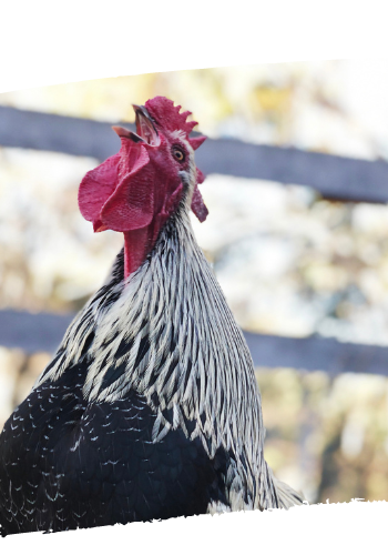 Rescued rooster Rocky loving life at sanctuary Rescued rooster Rocky loving life at sanctuary