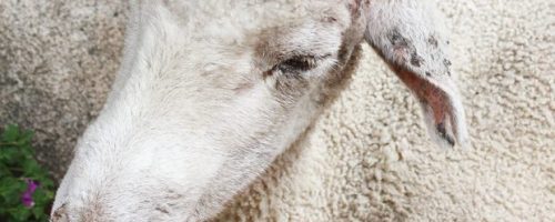 Annie injured and resting