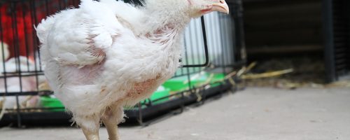 Broiler Chick