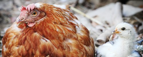 Rescued chicken Lucille
