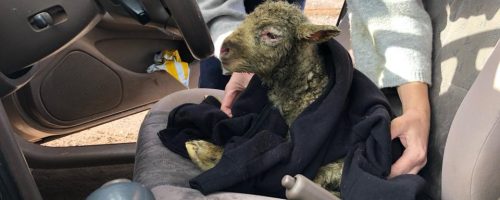Davis the rescued lamb being placed into the Farm Animal Rescue car