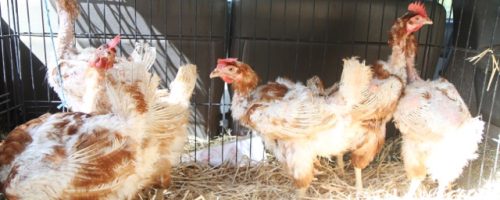 Rescued hens from a free range facility