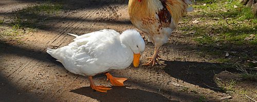 Two of Farm Animal Rescue's first residents