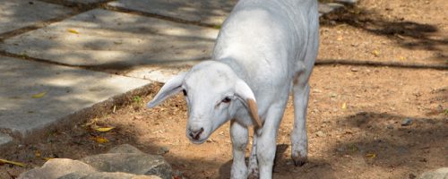 Isabella a dorper lamb cross