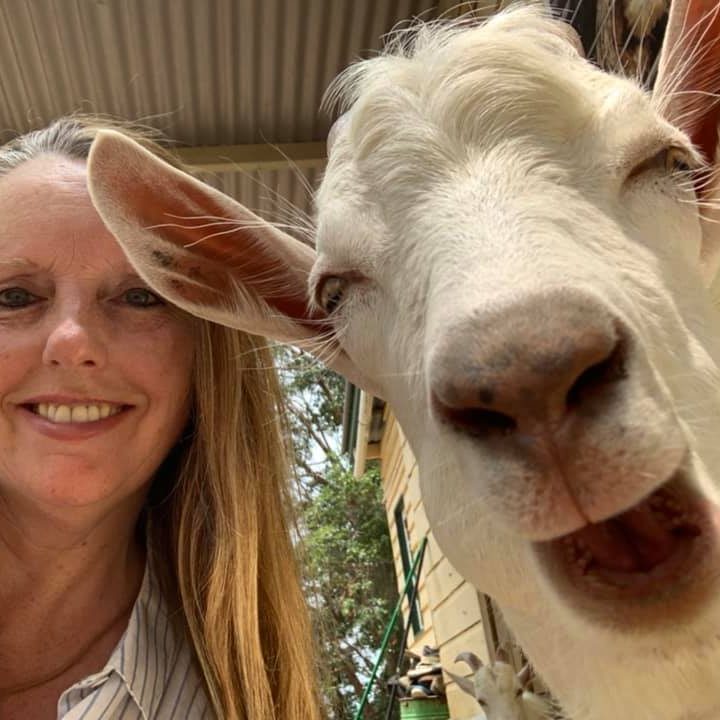 Rescued goat Jack Rescued goat with visitor