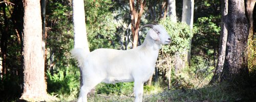 Rescued goat James