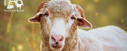 Malcolm rescued lamb