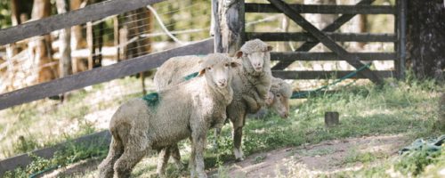 Lamb rescue