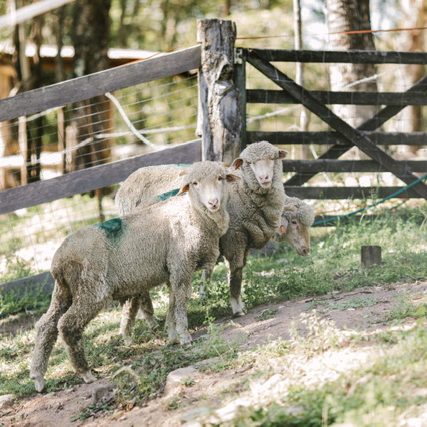 Lamb rescue