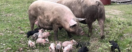 Dorothy and her piglets